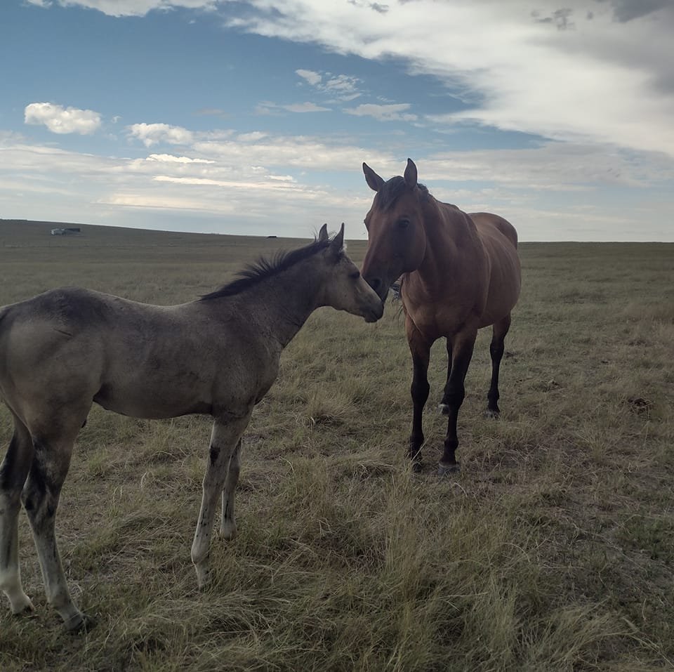 Caron's Quarter Horses Rapid City SD