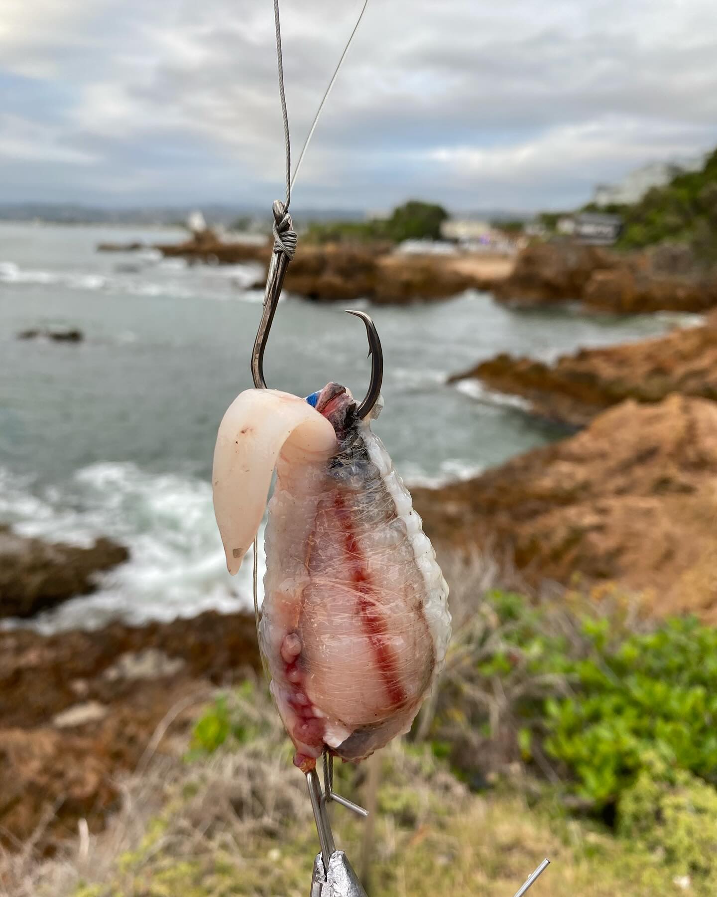 circle hook placement for shark fishing Short Rig Made for the toughest fish in the water White Water Custom Circle Hook