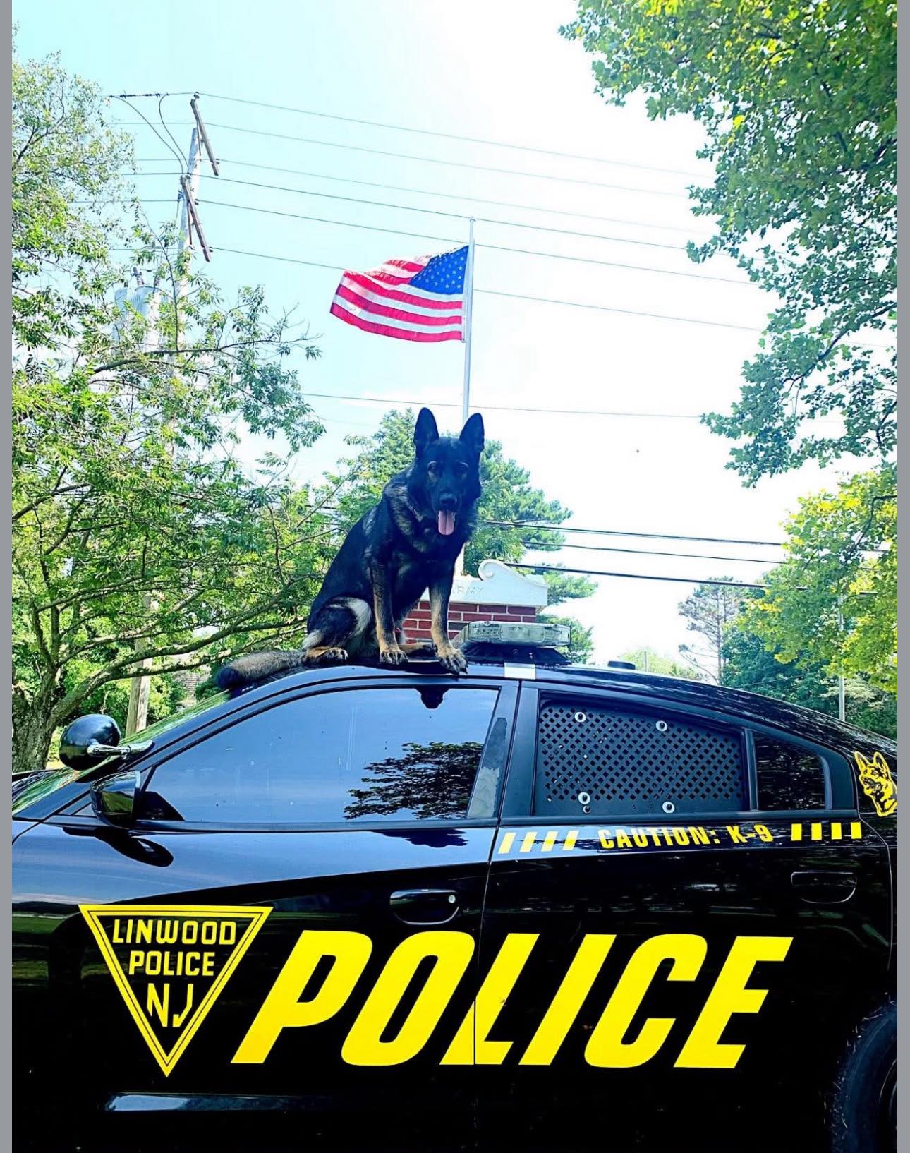K-9 - Please keep the Linwood Police Department, New Jersey, K-9 Kaos ...