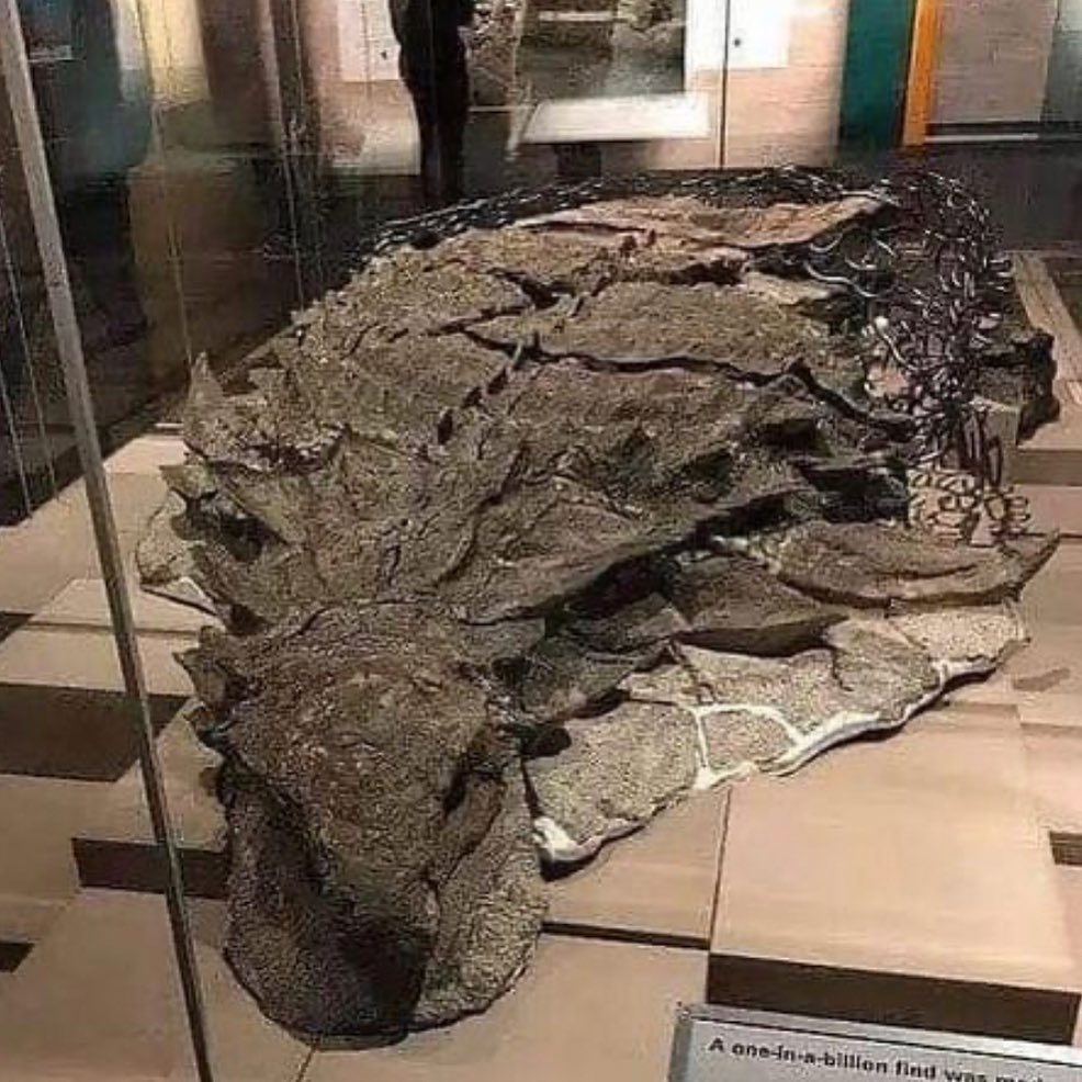 Curated visual reference: Farm Origin Preserved Solo Operation Job Search Reference: Reece The Nodosaurus Seen Here Is One Of The Best
