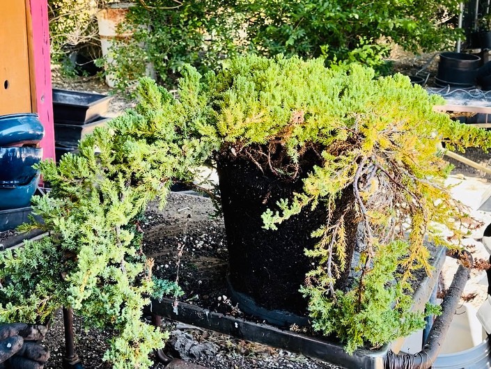 How to turn this juniper bush into... - Kim's Bonsai Nursery | Facebook