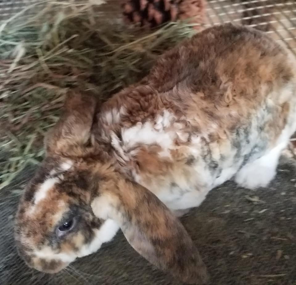 Classic Velvet Rabbitry | Cottage Grove OR
