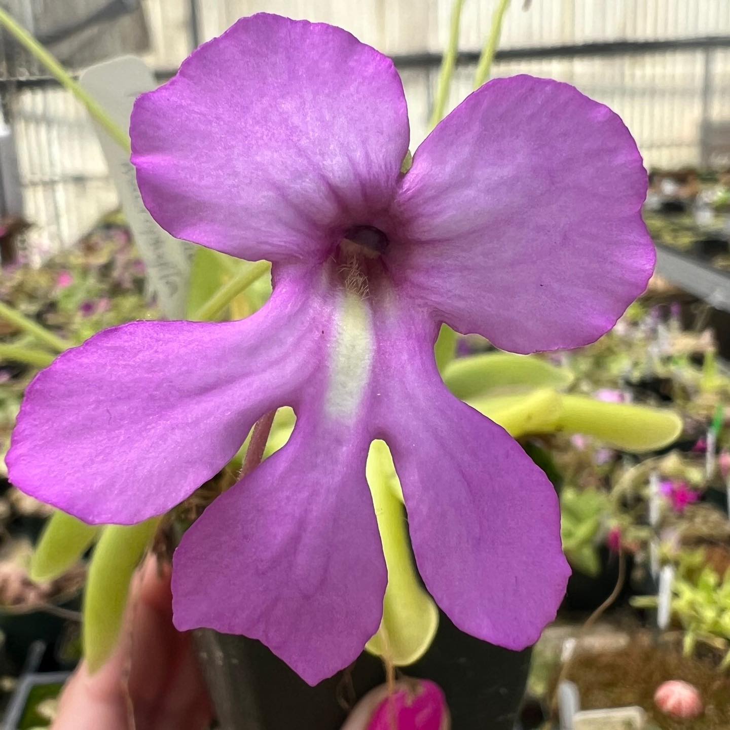 We love the chipper pink flower on Pinguicula x “Blooming Onion