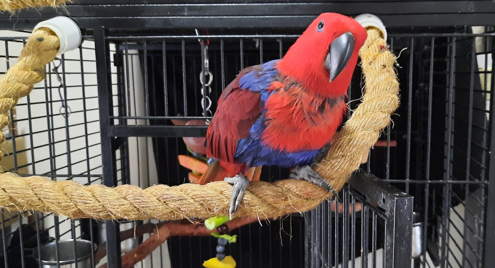 Ruby the Eclectus Parrot