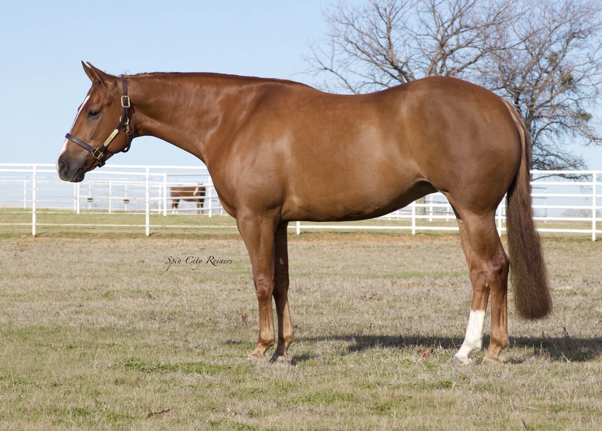 Congratulations to Populaci Ranch on... - Spin City Reiners | Facebook