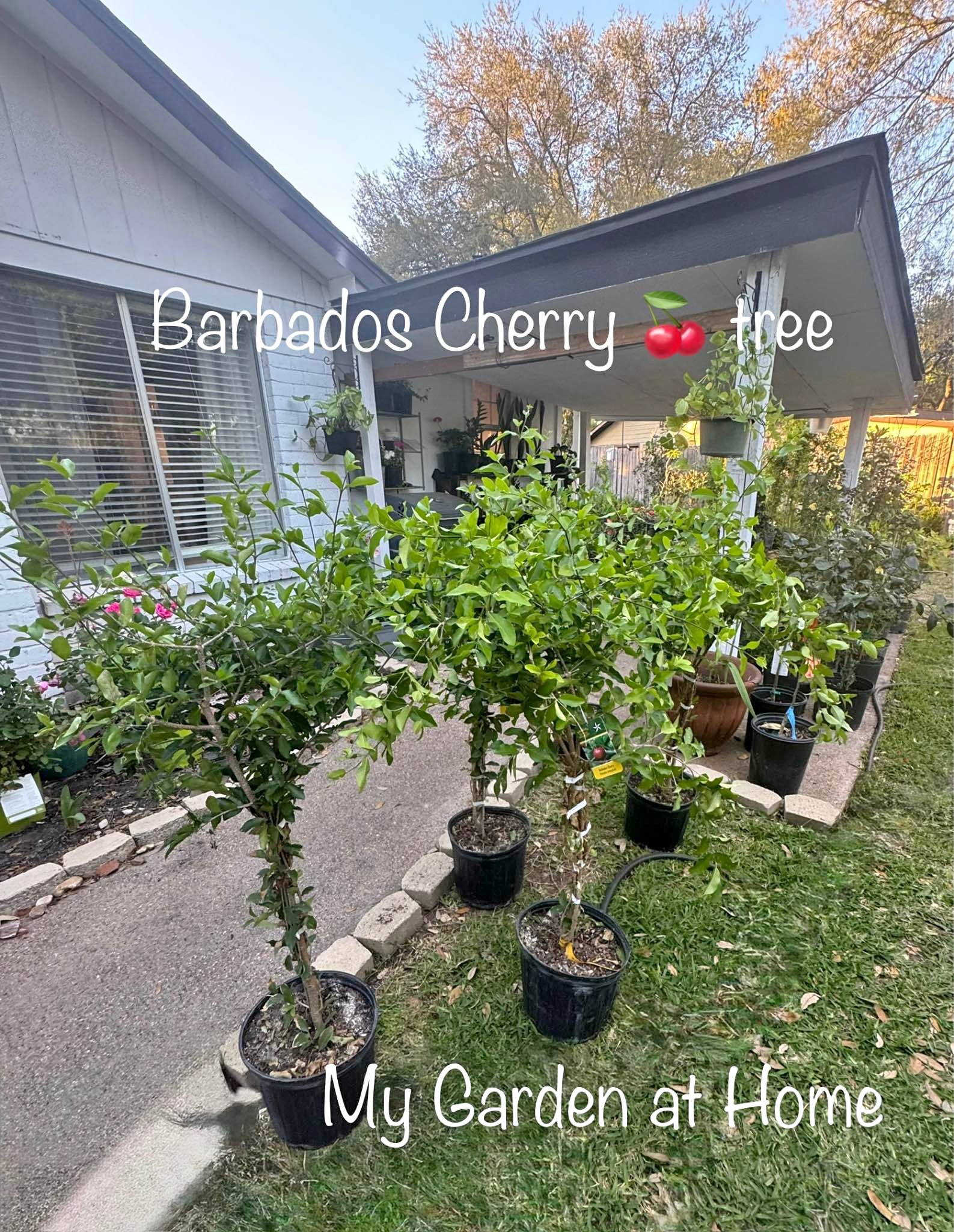 Fruit trees for sale jujube sugar cane, fuyu persimmon, guava , pear ...