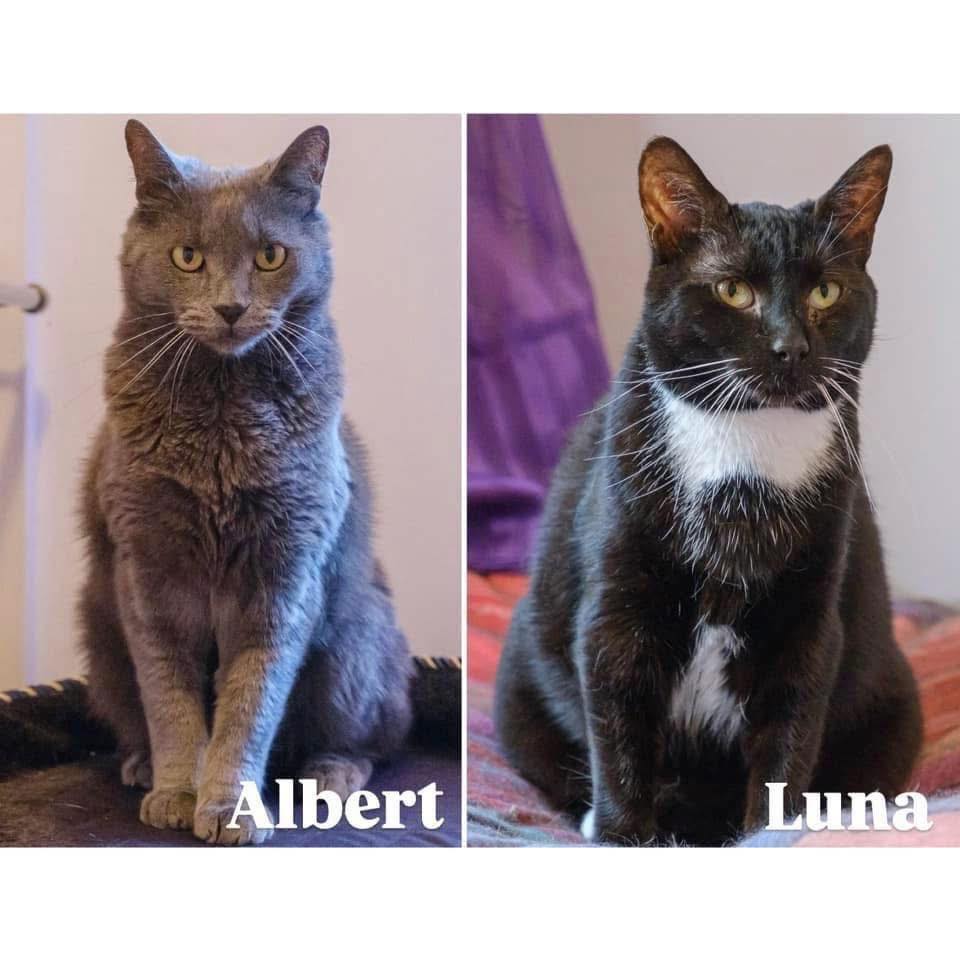 🤞👯‍♀️ BONDED PAIRS 👯‍♀️🤞 🌟🌙 MEET... - Perth Rescue Angels | Facebook