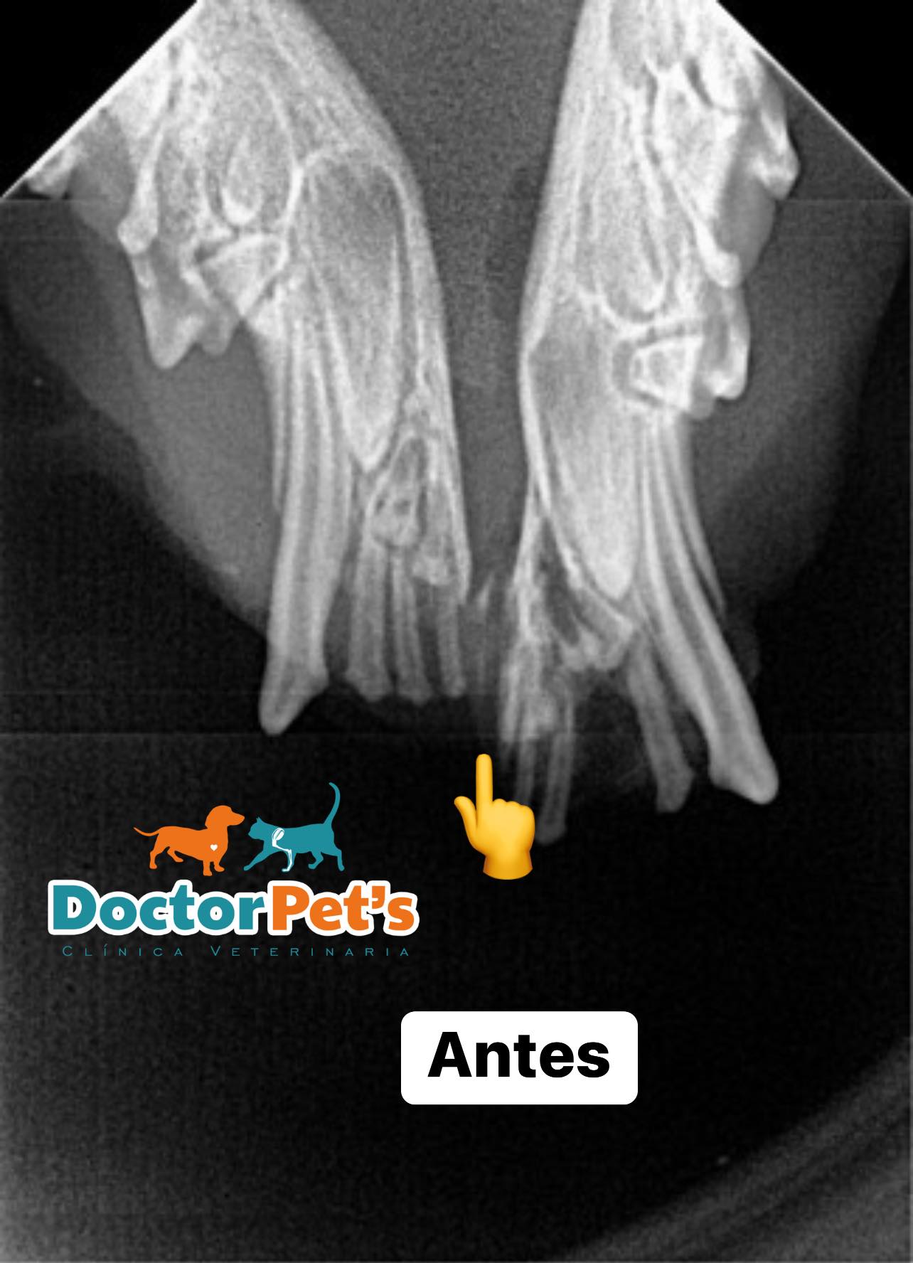 Fractura de... - Doctor Pet 's Clínica Veterinaria - Cusco