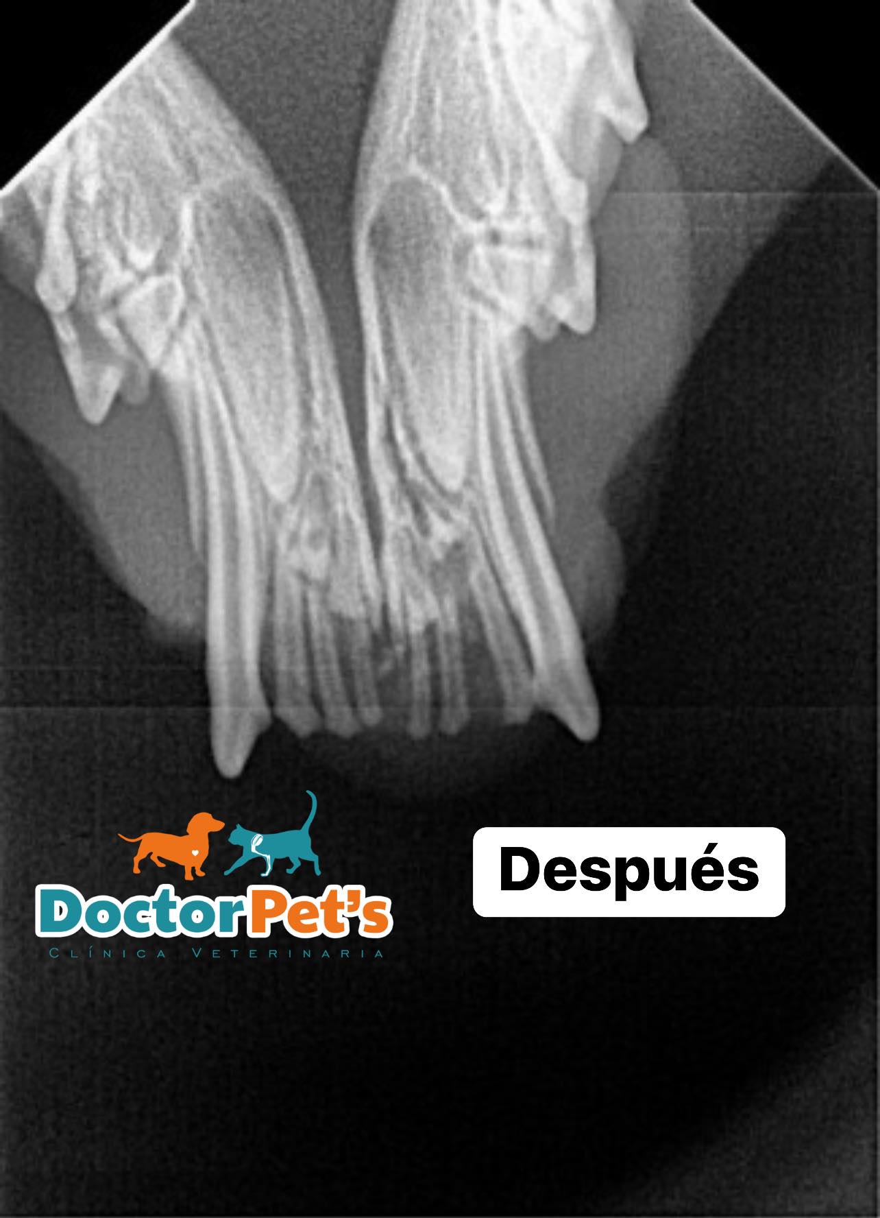 Fractura de... - Doctor Pet 's Clínica Veterinaria - Cusco