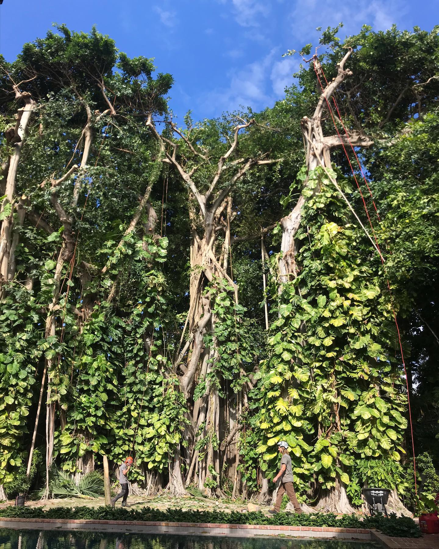 True Tree Service