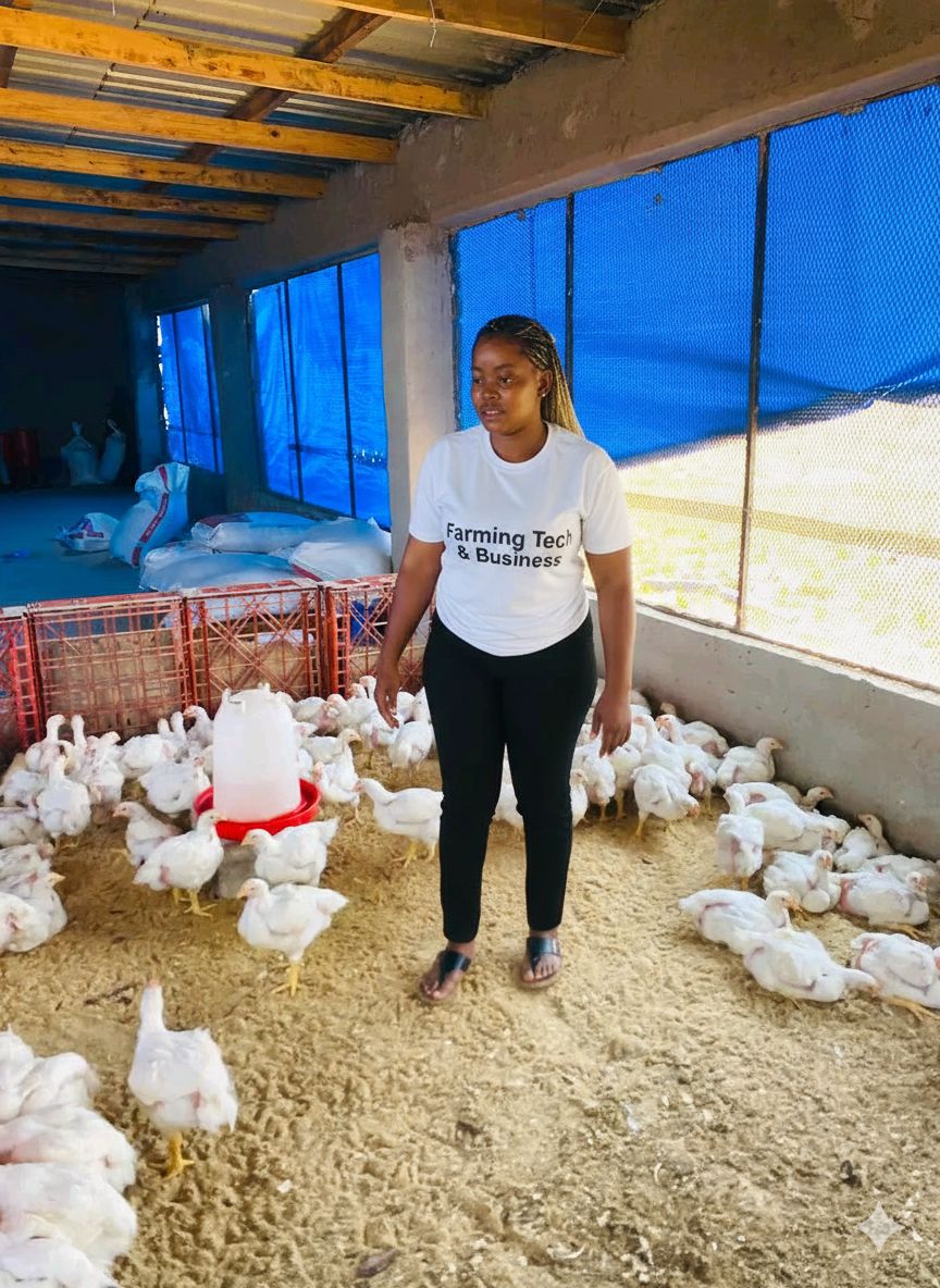 Farming - 10 common mistakes farmers make when raising broiler chickens ...