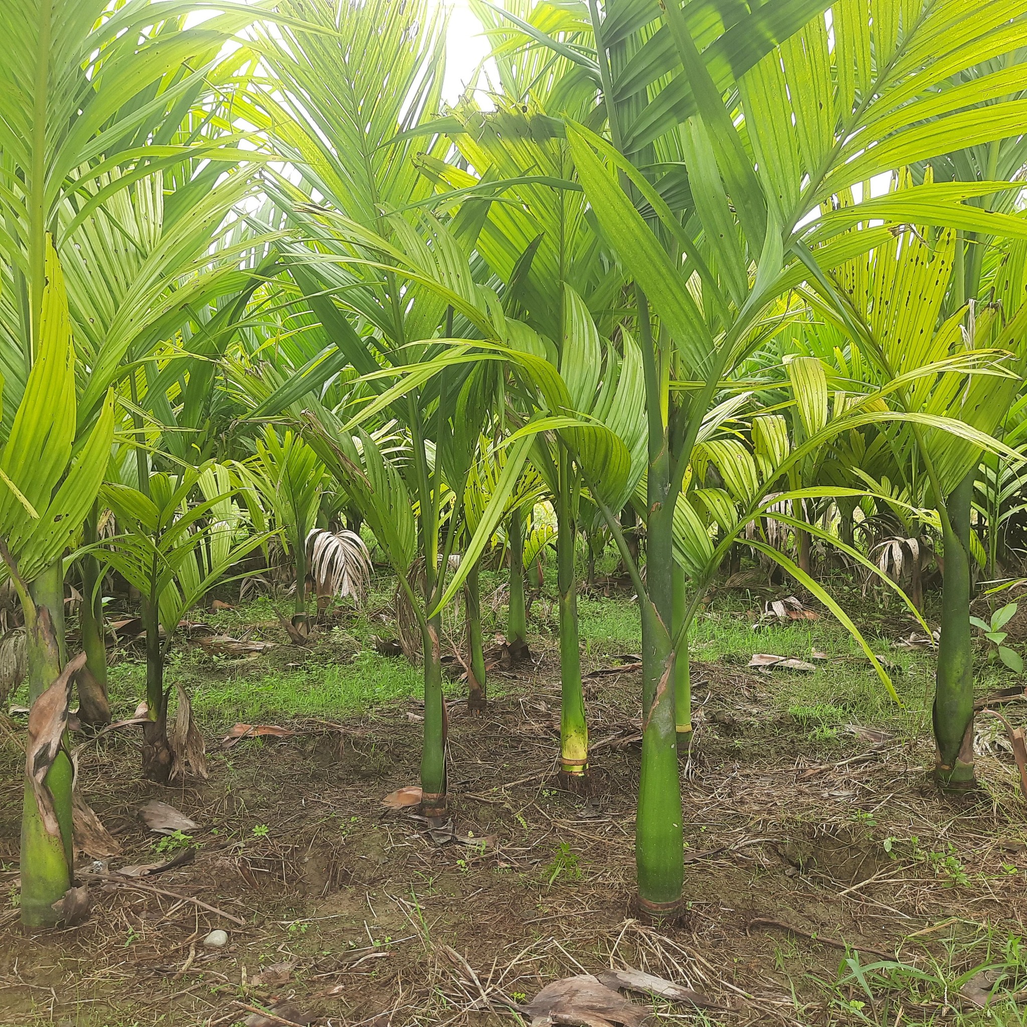 Dooars Agro Farm | Alipurduar