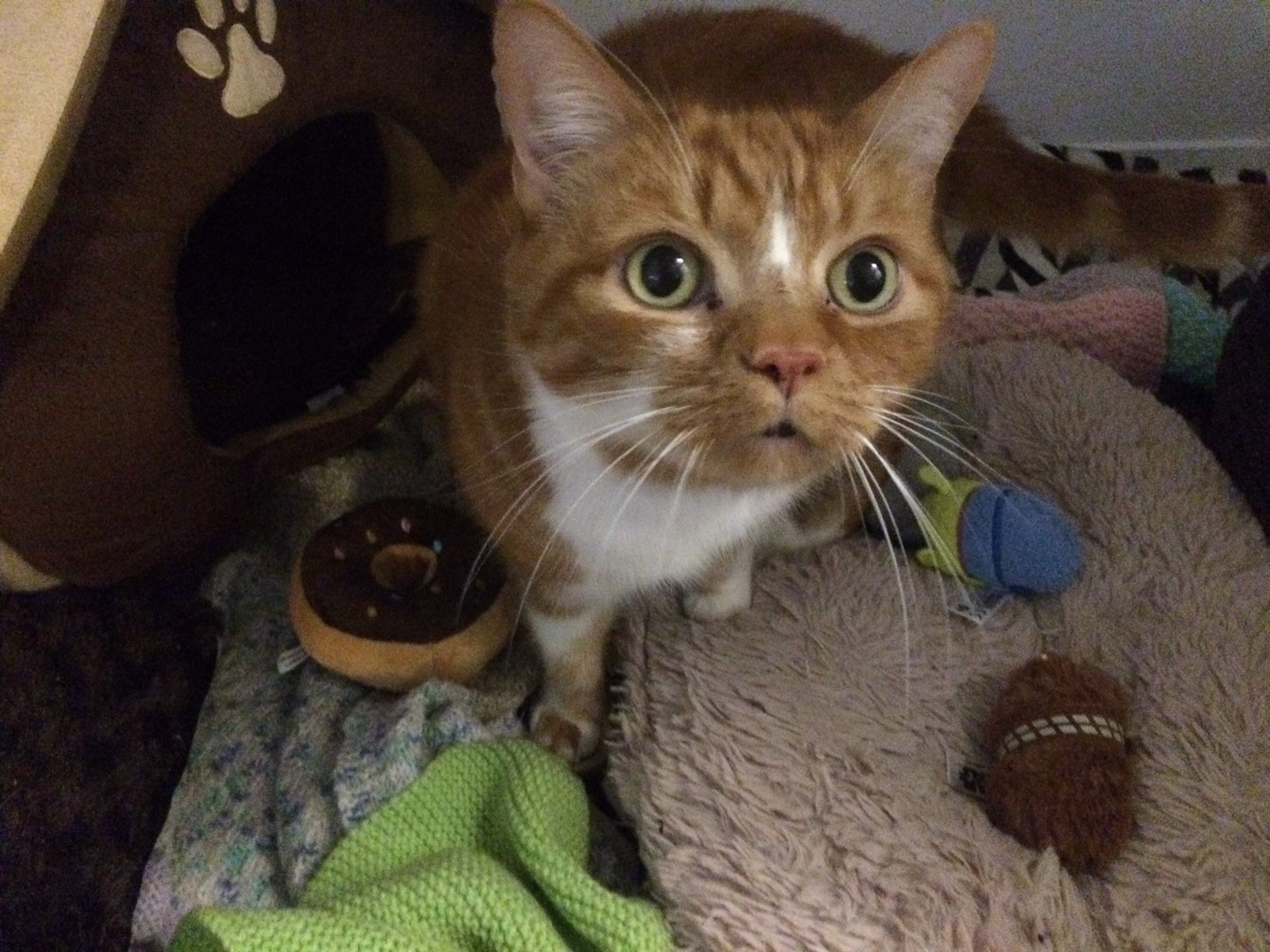 Springfield Cattery | Orsett