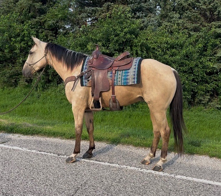 Simon - Lennox Hip #29 Stall #46 2019 Grade Buckskin Gelding Lennox is ...