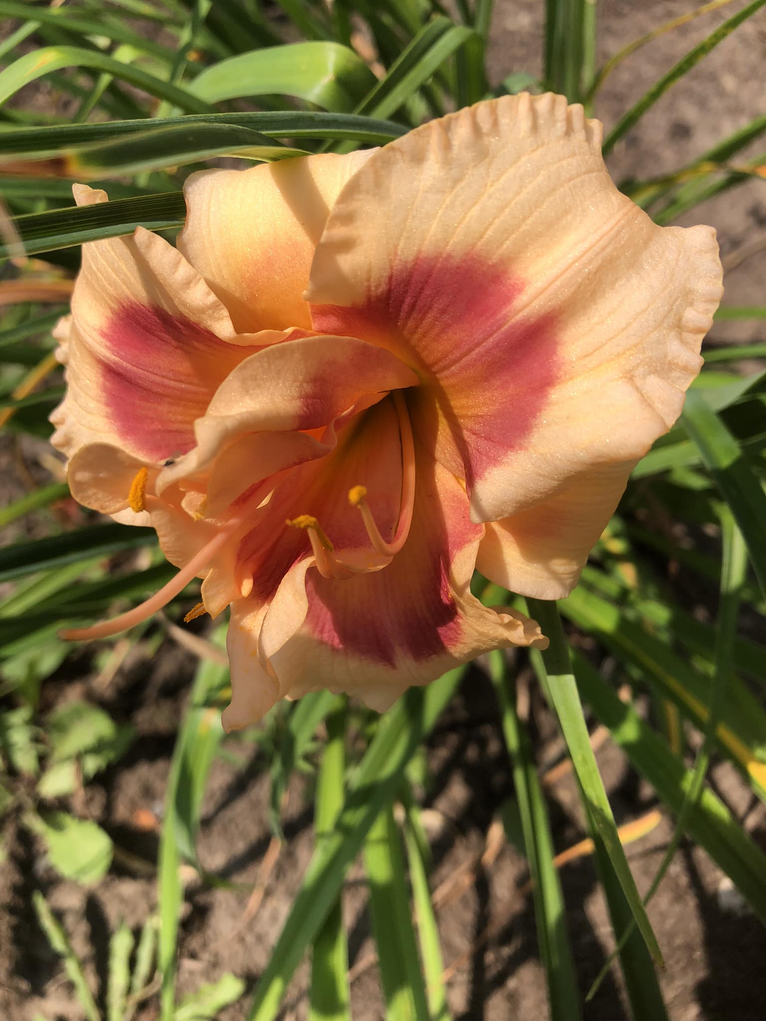 Daylily 'Big Kiss' by Enman Joiner