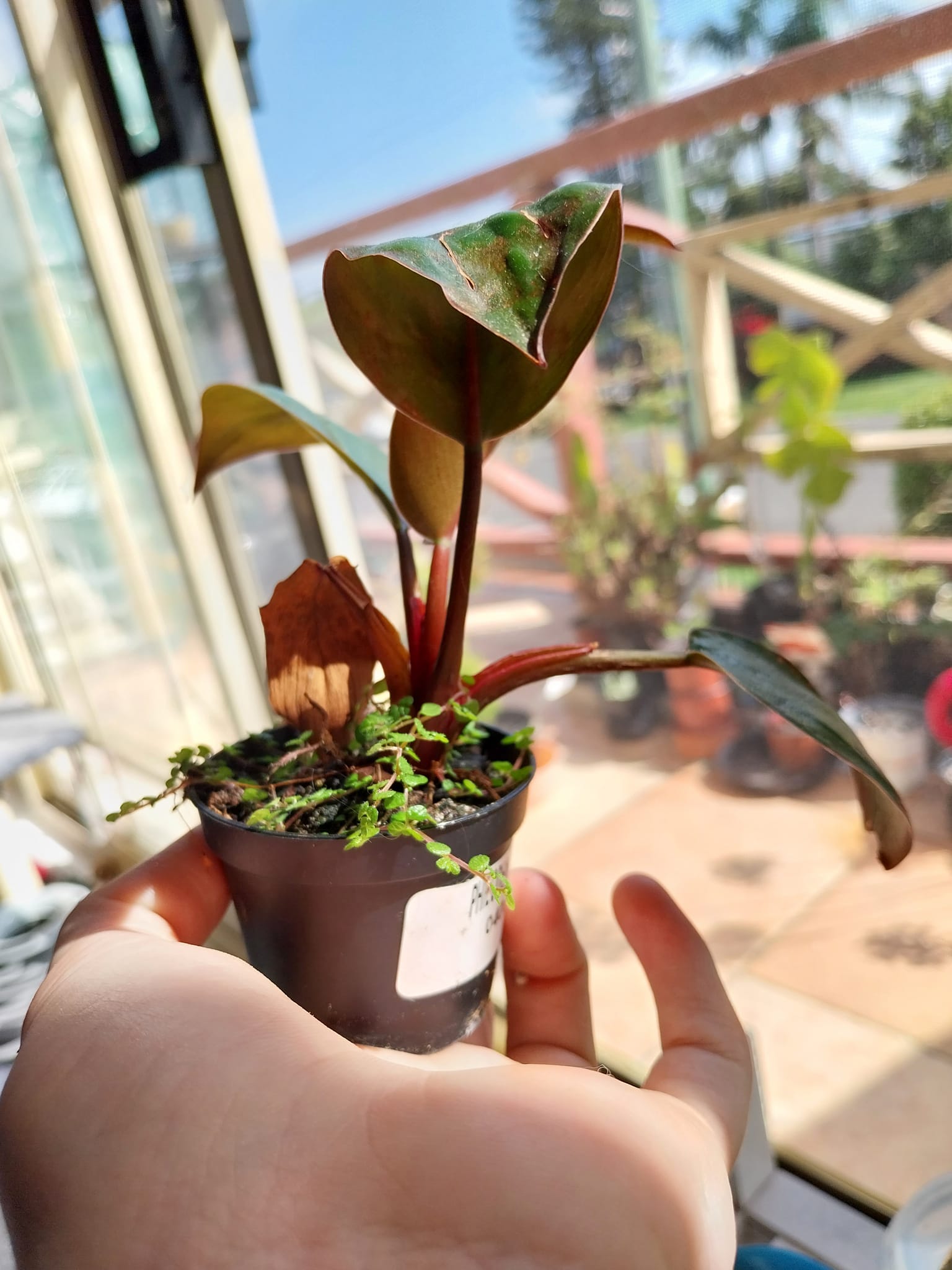 Current favourite in the greenhouse Platycerium Wandae Dwarf