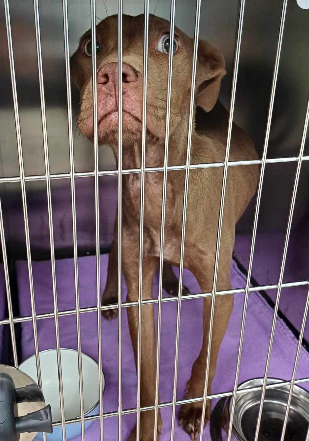 ROO *** This pup was found... - Chained Dog Awareness NZ