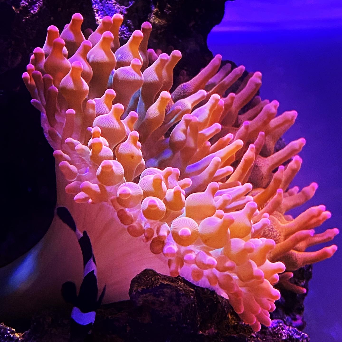 ReefLoco - My Rasta zoanthids have been growing like crazy lately ...