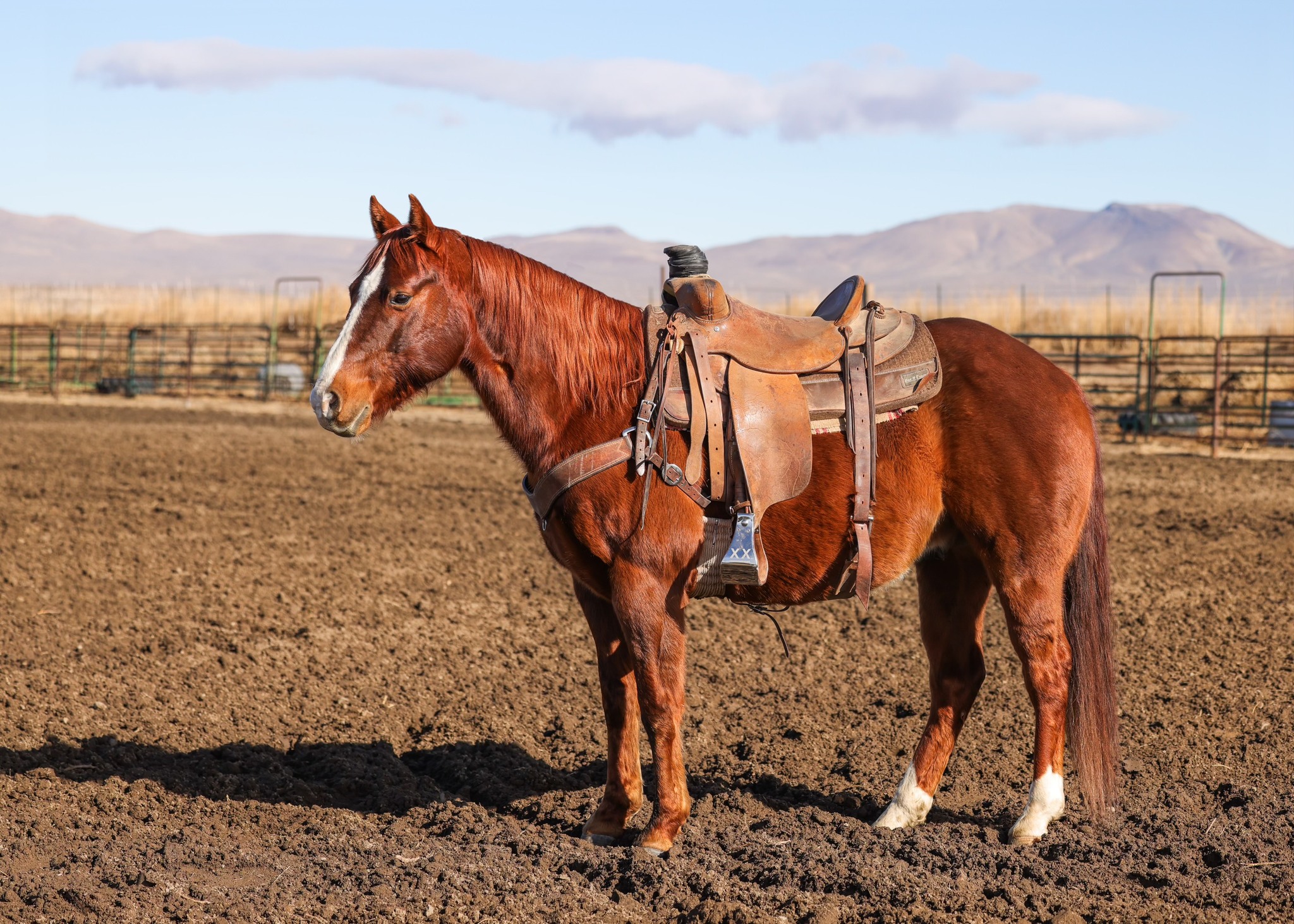 Introducing: Rios... - Winnemucca Ranch Hand Rodeo Weekend | Facebook