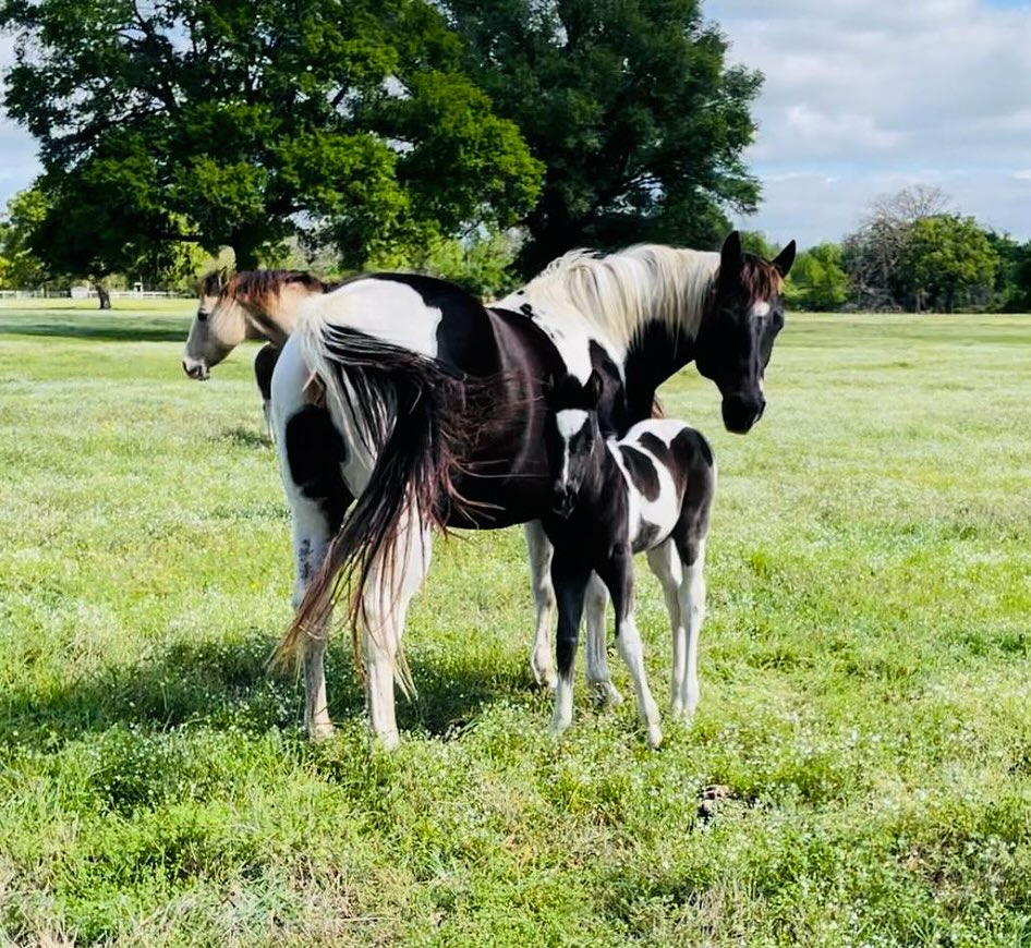 El Paraiso Ranch | Wills Point TX