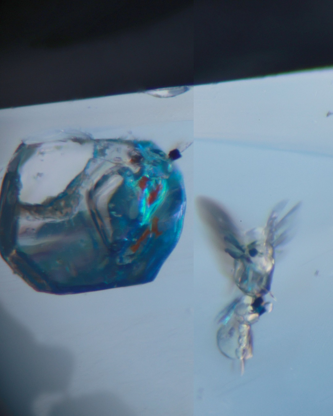 🔍 Crystal vs. Negative Crystal... - Gubelin Gemmology | Facebook
