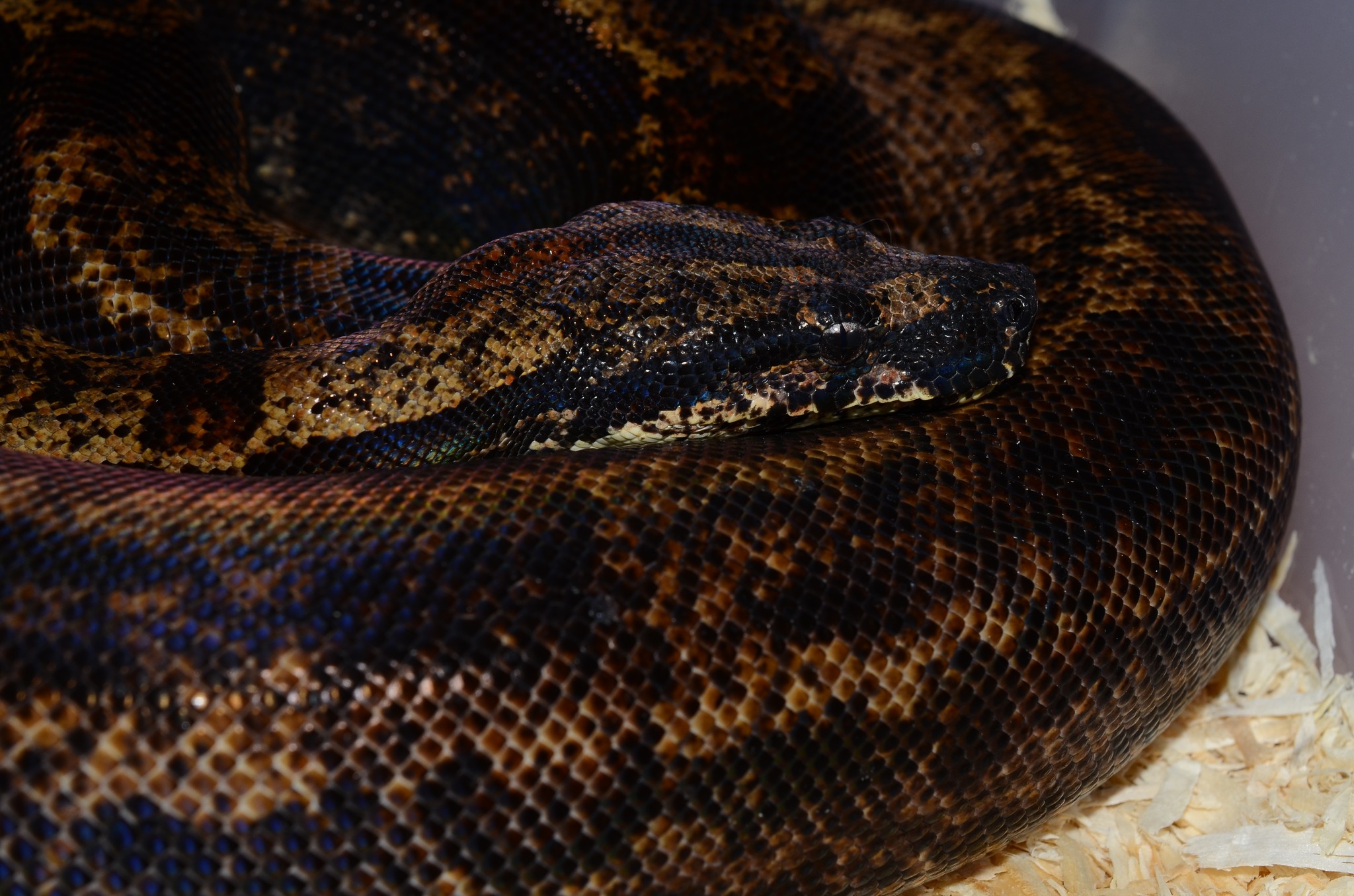 ADAM's Snakes | Moravské Knínice