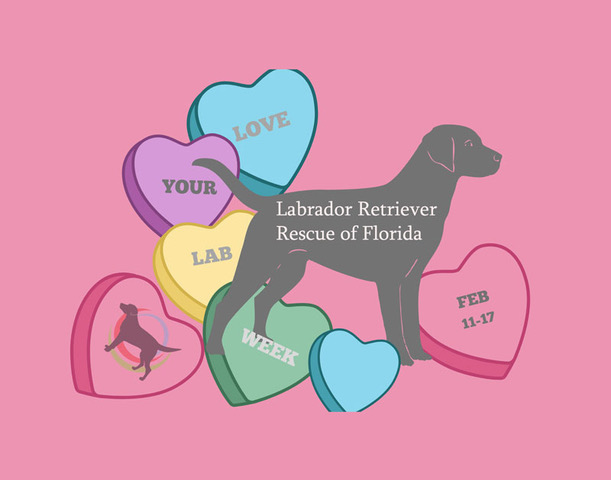 Labrador Retriever Rescue of Florida -Tampa District
