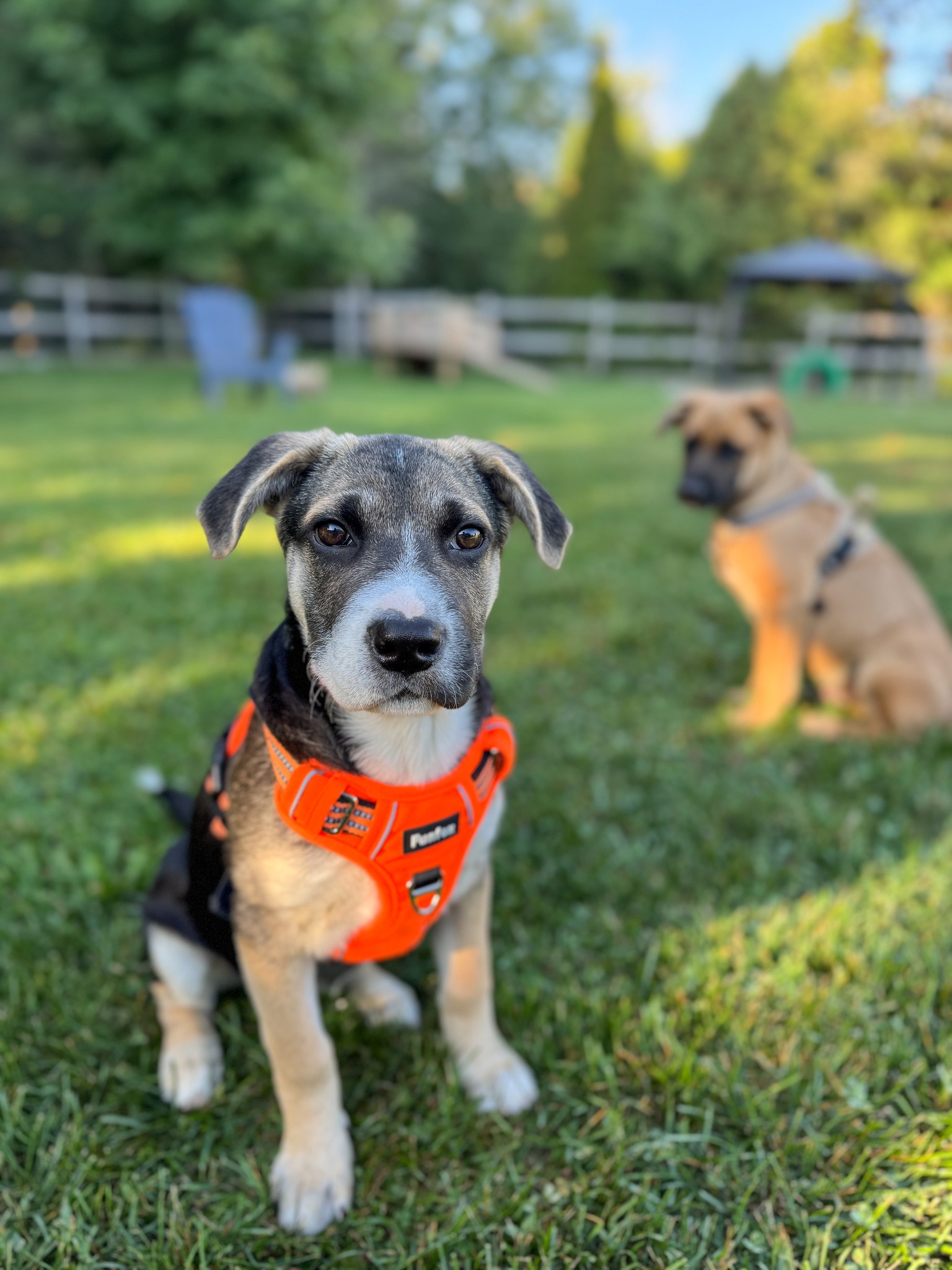 Chance's Rescue - Update: Elsie is pending adoption Then... | Facebook