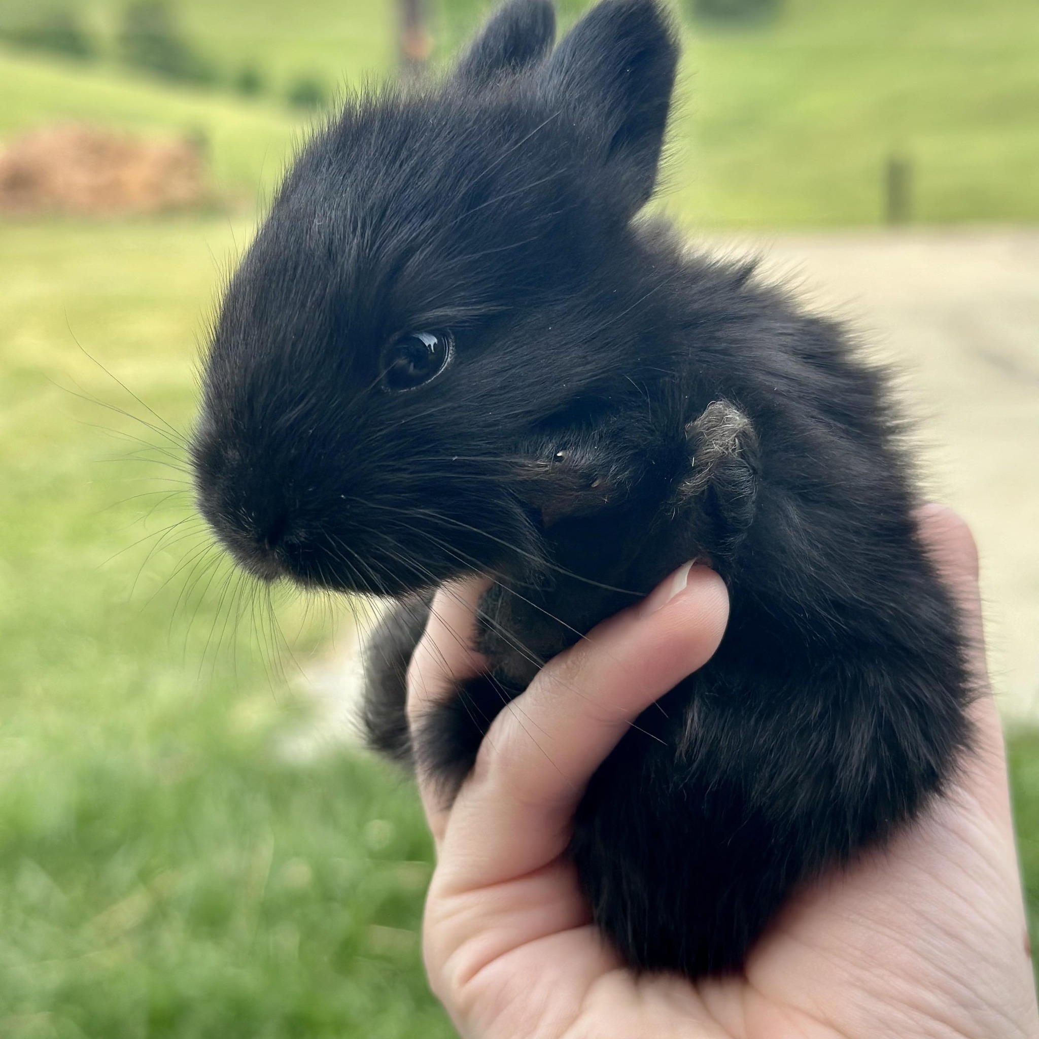 Using Angora rabbits’ fiber looks a little different from processing ...