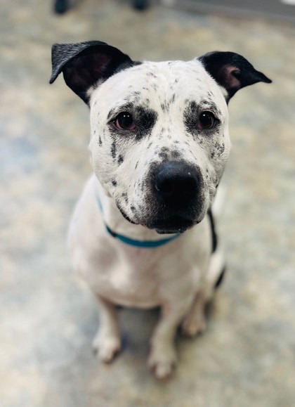 Lakes - WILL YOU GIVE CHANCE A CHANCE? Chance is a 5-year-old, portly ...