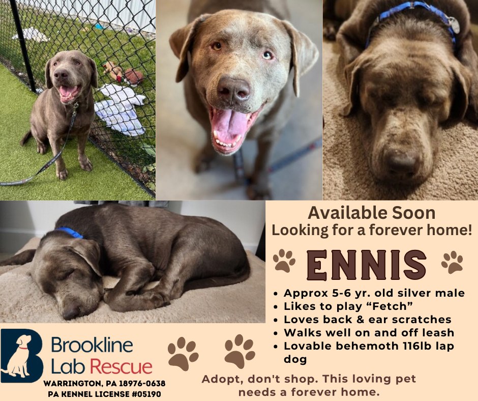 Ennis will soon be... - Brookline Labrador Retriever Rescue