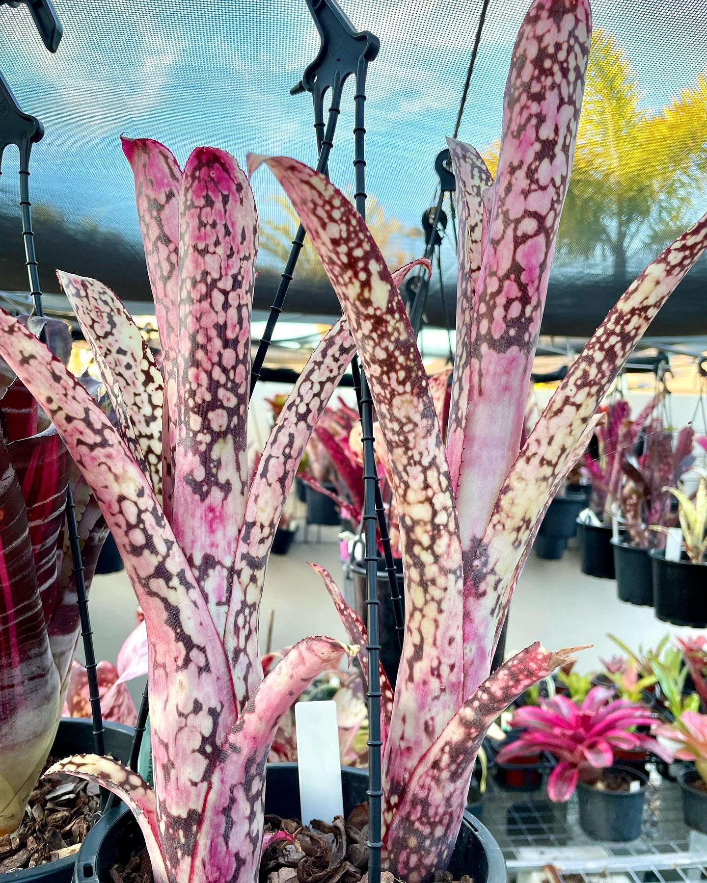 Billbergia Kawana Masquerade ブロメリア・エアープランツ Billbergia