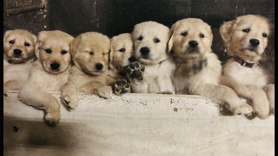 Élevage golden retriever ( les pattes d’or) | Facebook