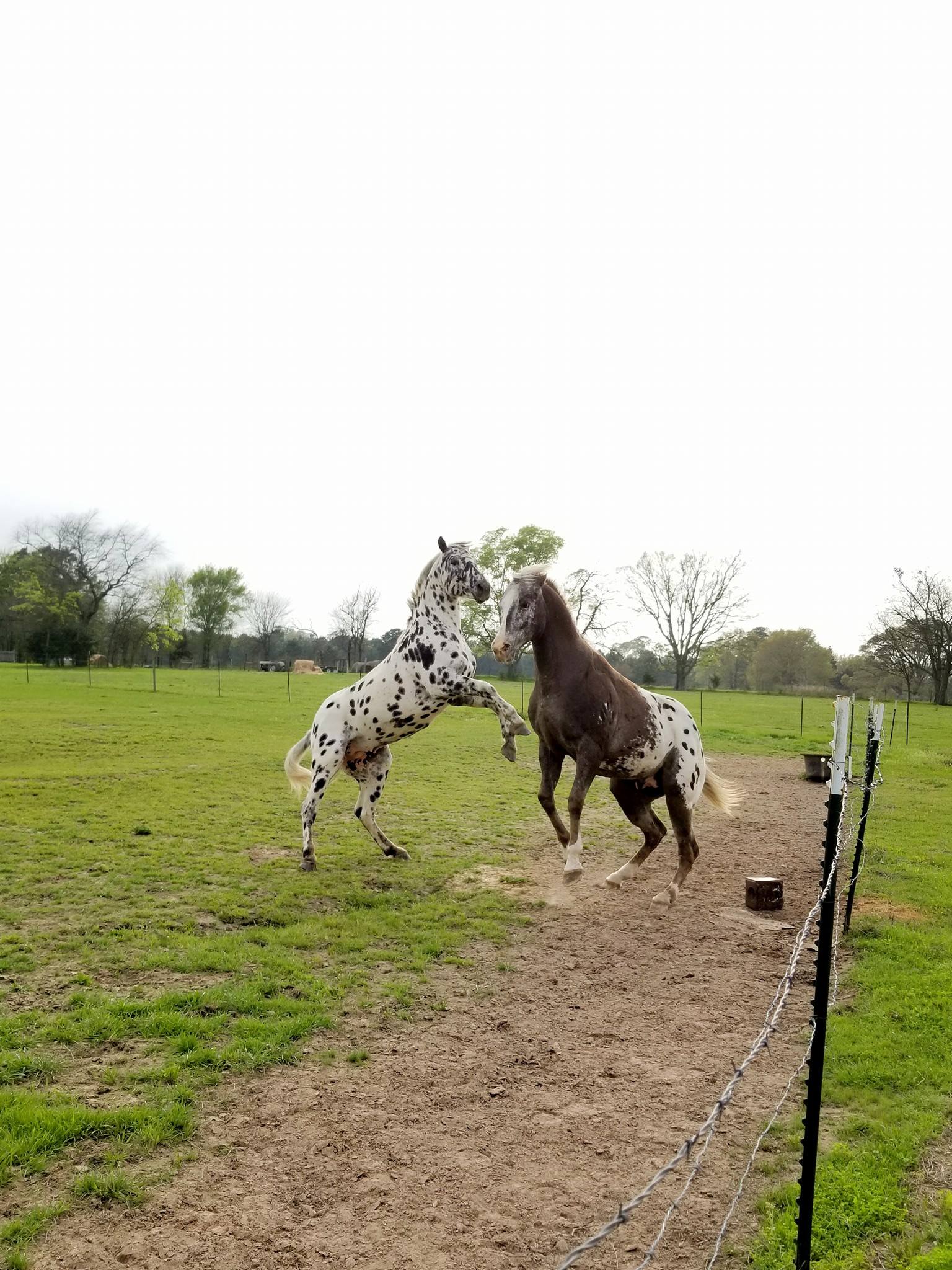 M-Y Sweetwater Appaloosa Ranch - JON & ROSA YEAROUT, owners of M-Y ...