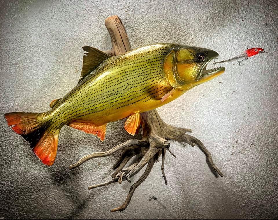 dorado fish going after lure Marlin Lures: Phoenix Head for Trophy Fish Williamson Dorado Catcher is a flat Underwater Dorado Chaos, If you