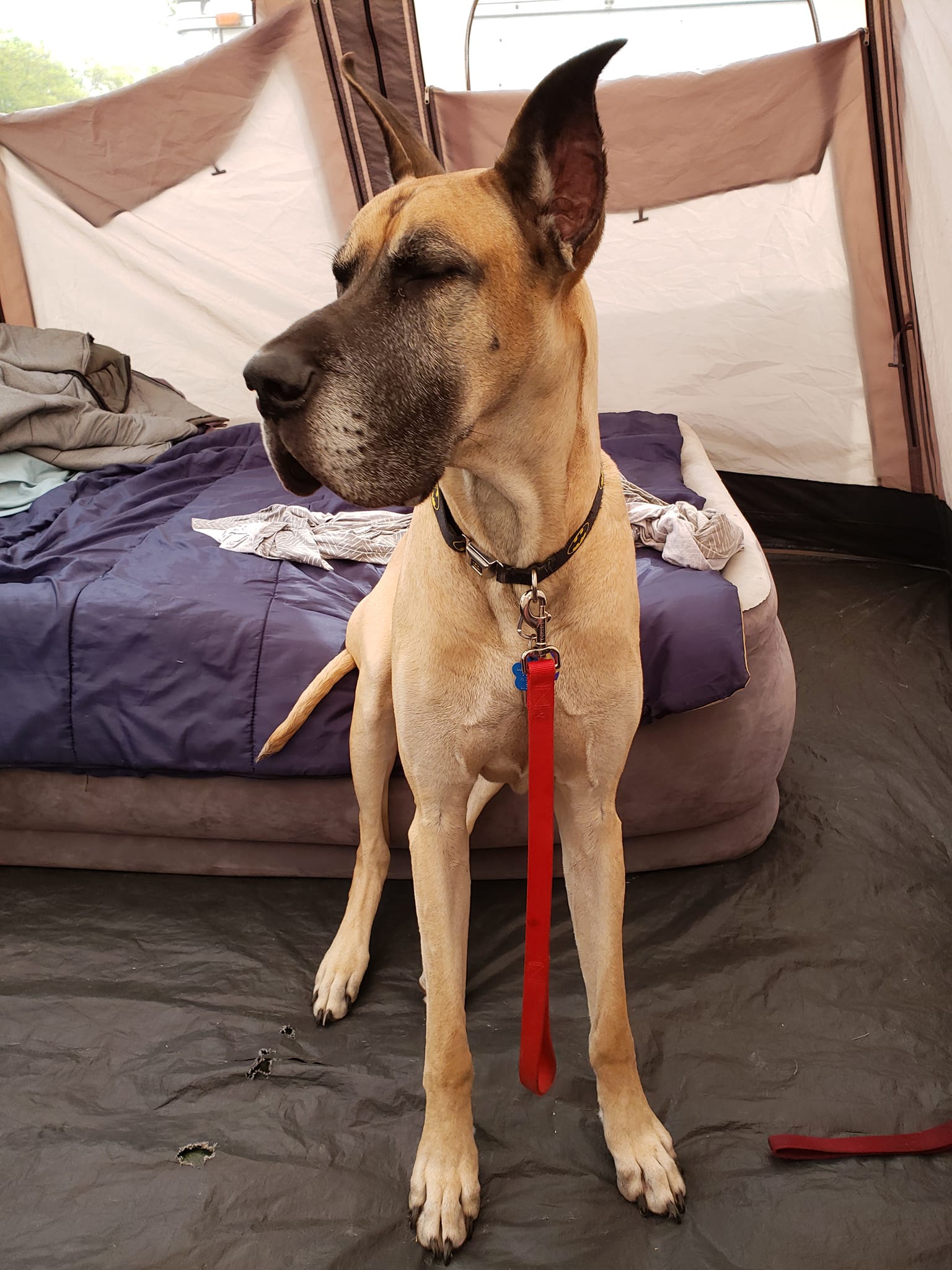 In The Ruff Great Danes
