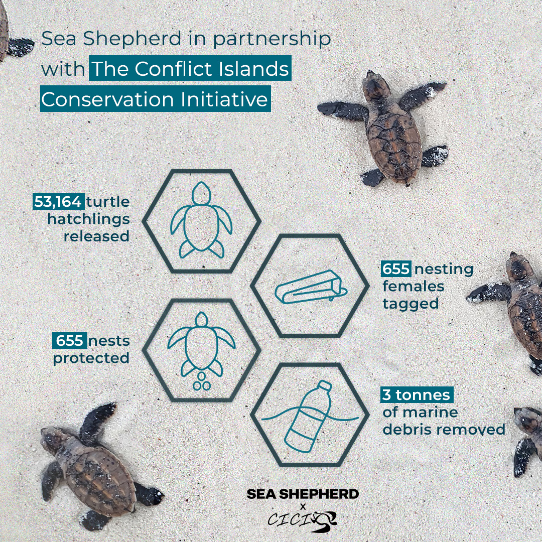Sea Shepherd Australia - 🐢 An incredible 53,164 turtle hatchlings ...