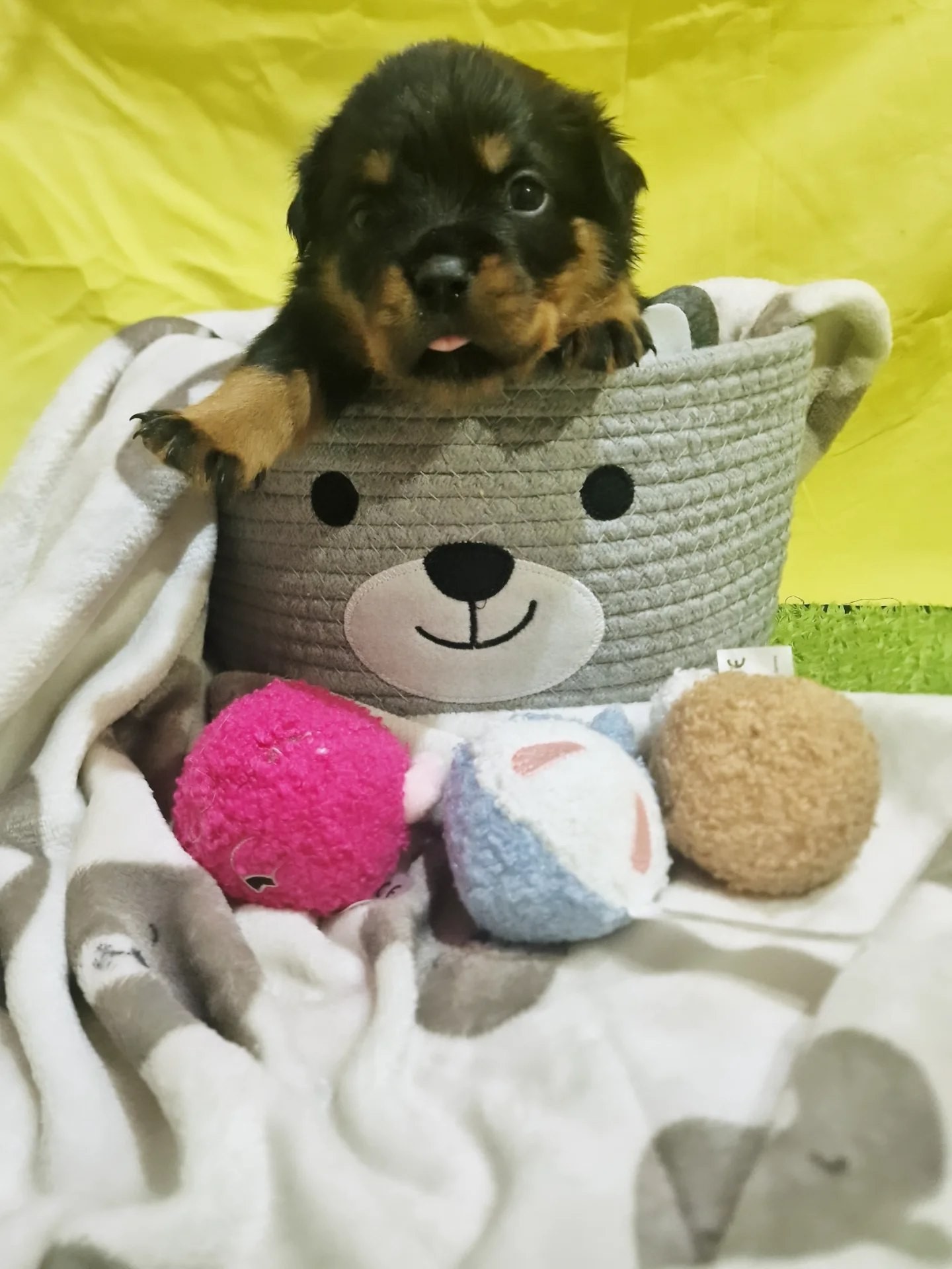 Noble Rottweiler Home