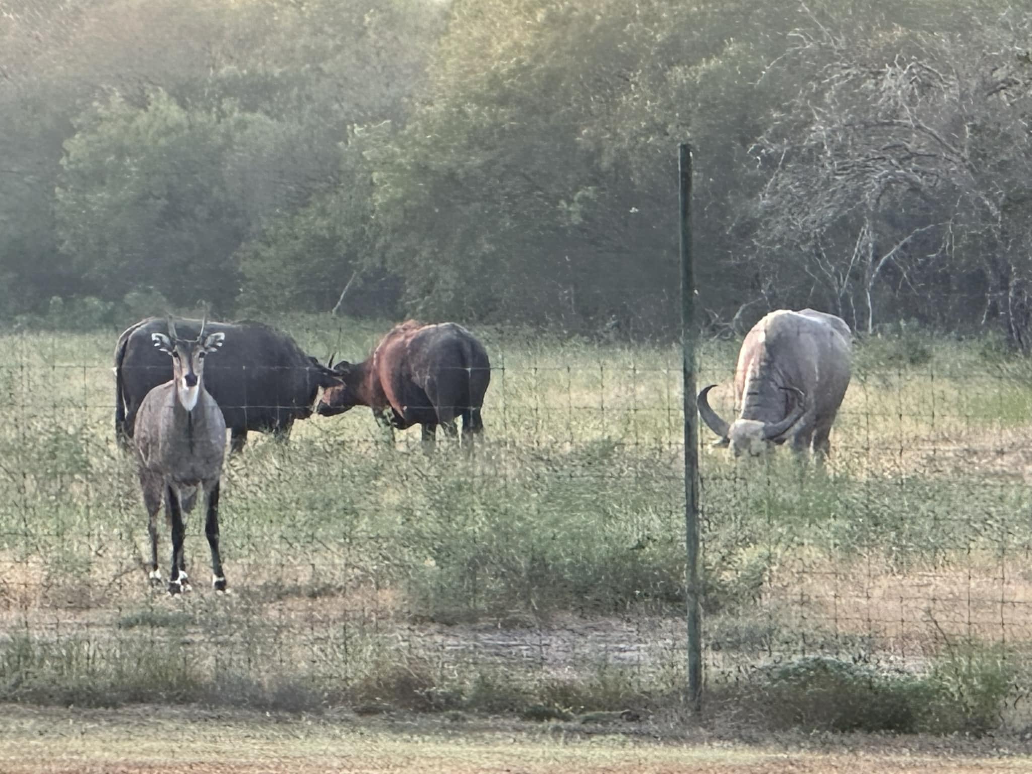 Cross T Ranch TX