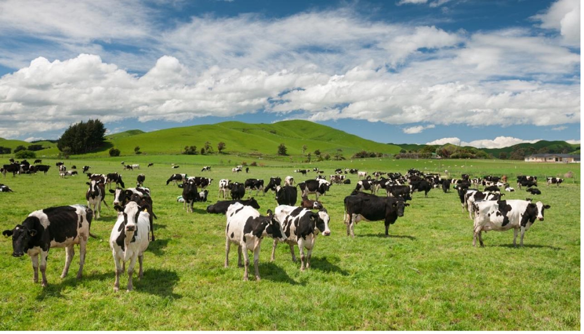 NZ Dairy Farmers | Start a civil disobedience movement to stop the data ...