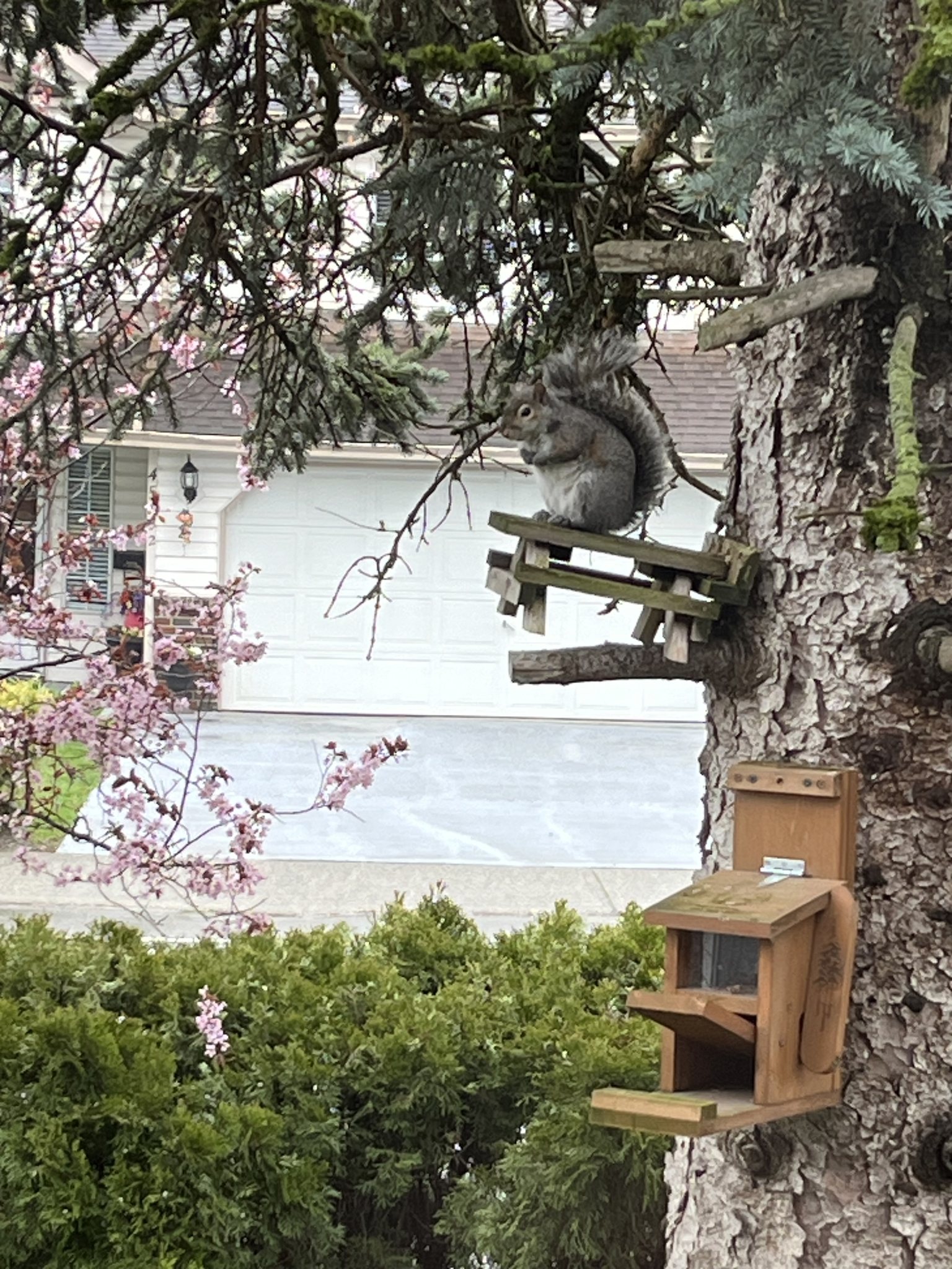 Chilliwack a Rat | Chilliwack BC