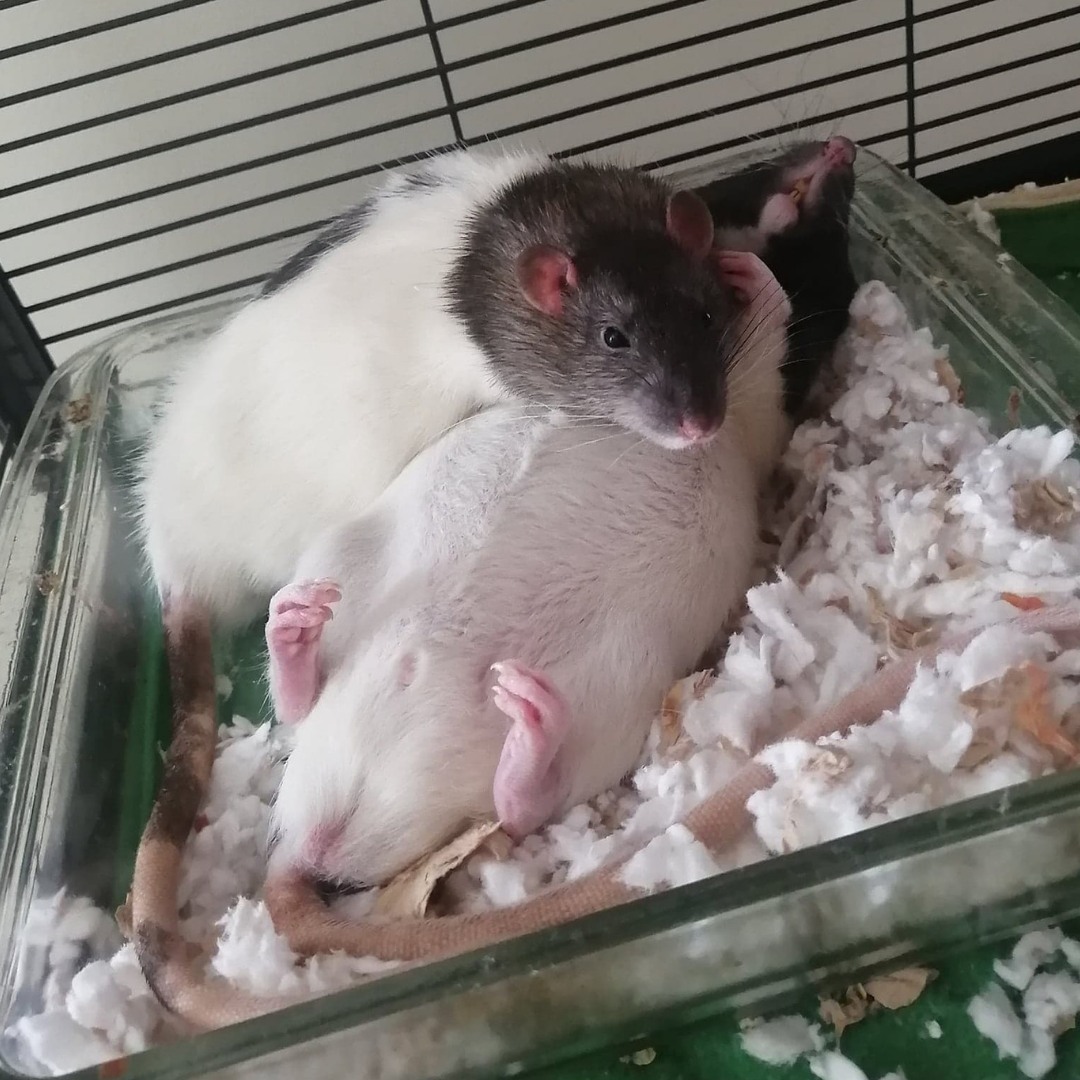 Happy Sunday! This is what we hope... - Ottawa Pet Rat Rescue | Facebook