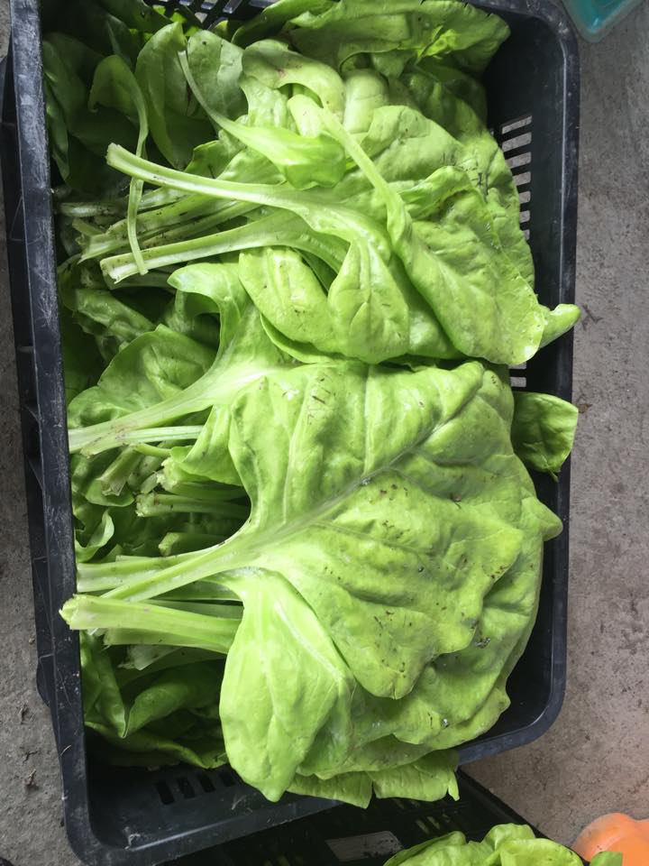神農山莊 大家吃過茄茉菜嗎 又稱忝菜 茄茉菜 跟波菜一樣鐵質豐富 只要川燙一下 加蒜頭清炒就很好吃囉