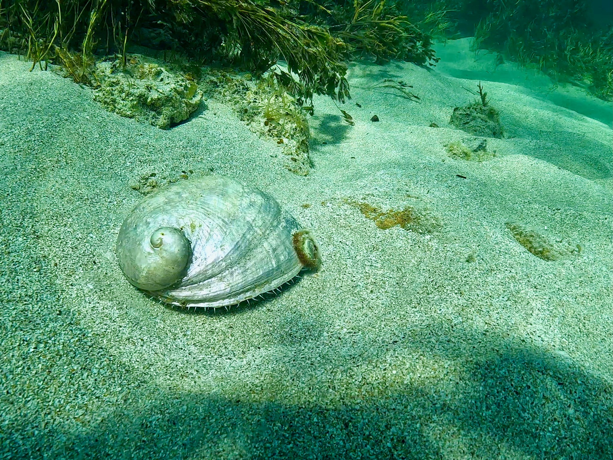 Crab.e.cam - If abalone spend time on rocks right next to or surrounded ...