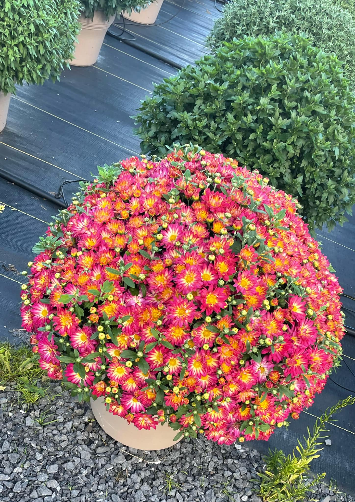 Mum mound in SchwenksvilleOtts Exotic plants