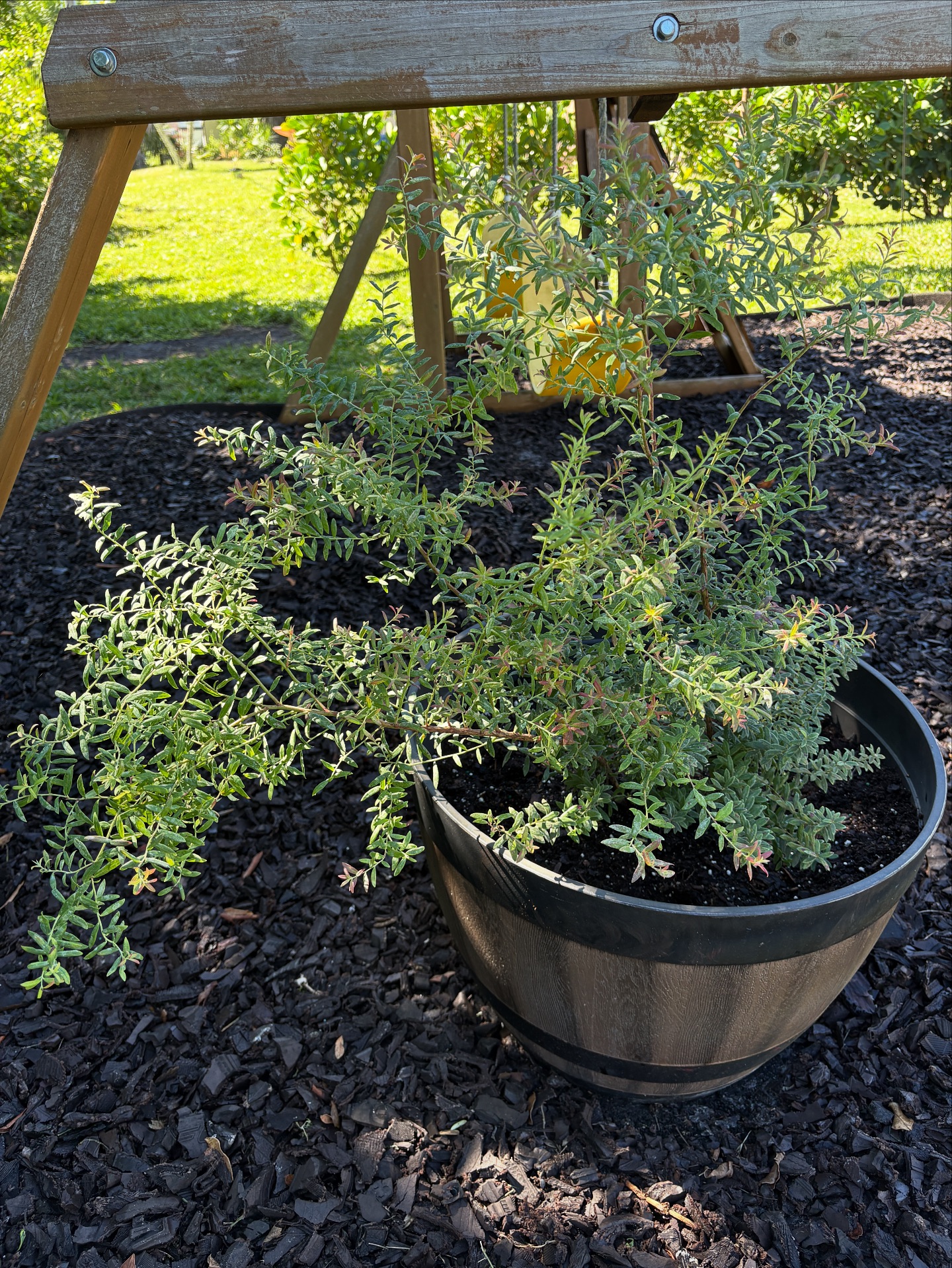 Woodland - Say hello to our new blueberry bush! 🫐 The children were so ...