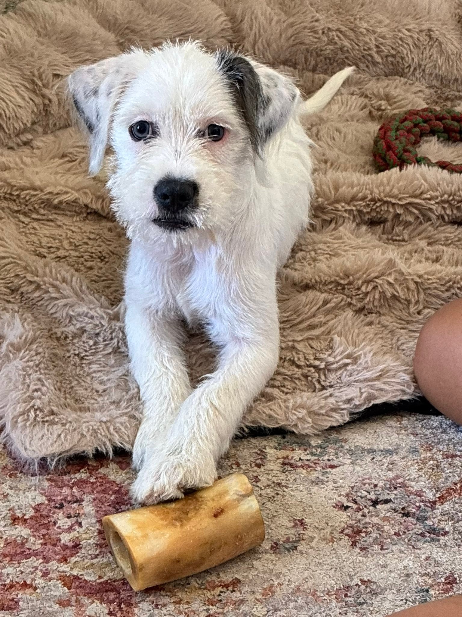 ‼️ADOPTED‼️ Poor little... - A Paw And A Prayer Dog Rescue | Facebook