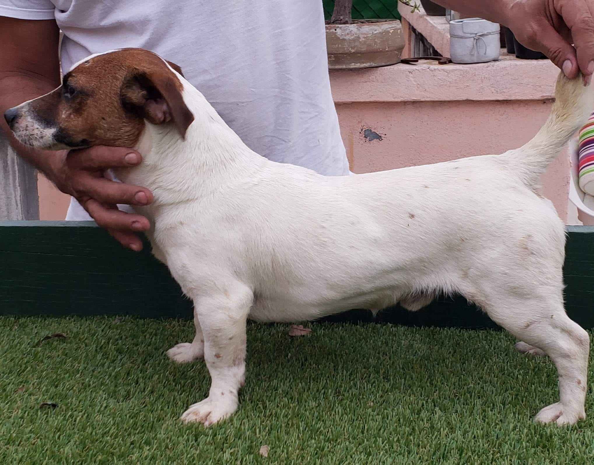 Jack russell puddin Monterrey
