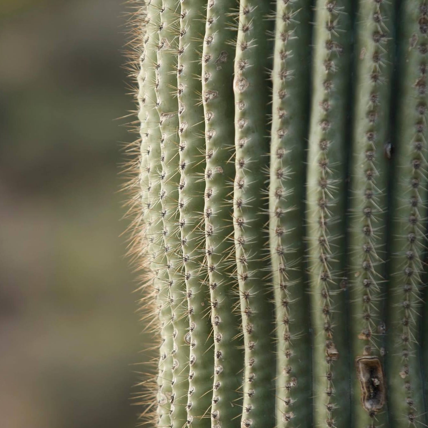 Cactus Sport and Spine Physical Therapy | Littleton CO