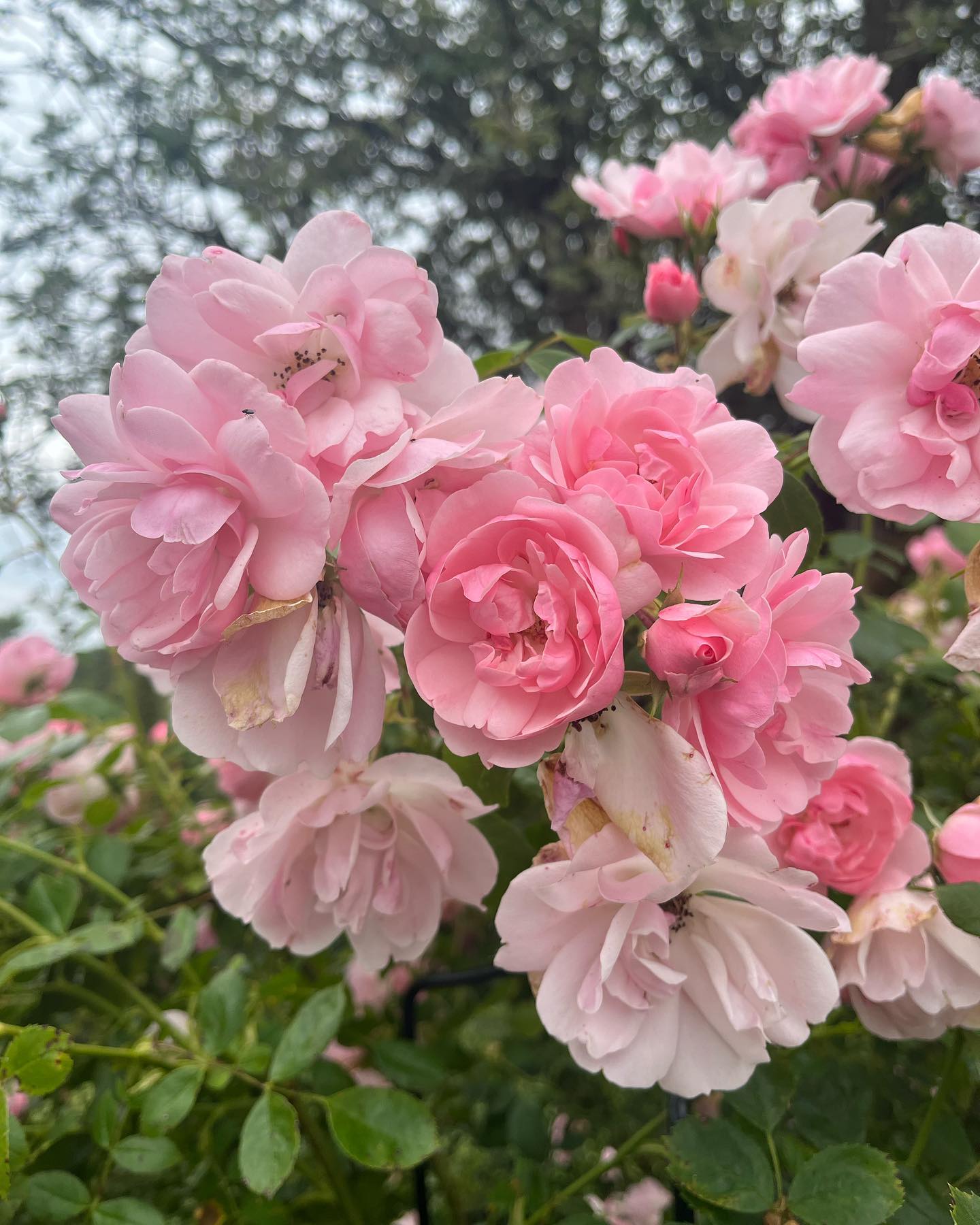 Pecorama - PLANT OF THE WEEK 🌹 This week is one of our... | Facebook